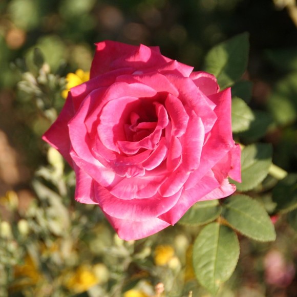 Meet your Posher, Posh - Picture 1 of 1